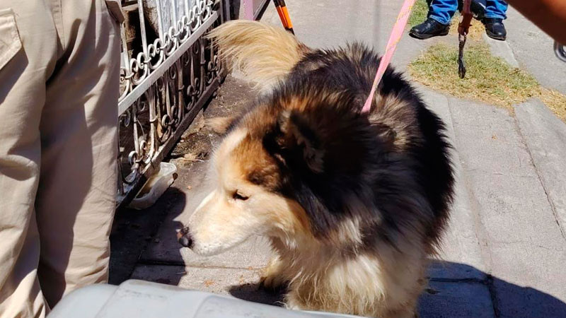 Tras cateo en Tarímbaro, Michoacán aseguran ejemplar canino por maltrato animal 