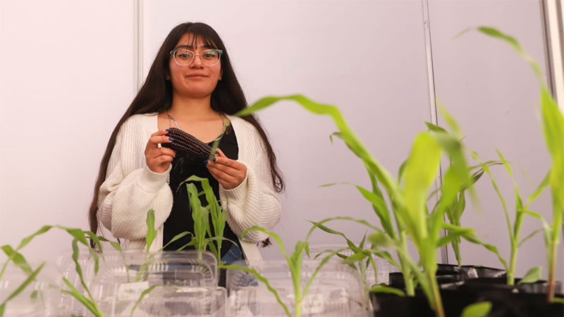 Presentan estudiantes de la UAQ una investigación sobre la germinación del maíz nativo negro 