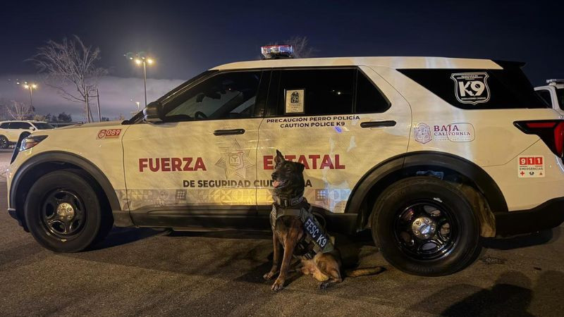 Destaca agente canino “Fritz” en competencia internacional K-9 Trials 2026 