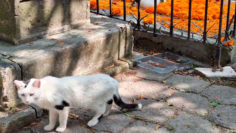 Se brinda cuidado y protección a gatos del Panteón de Morelia: Minerva Bautista 