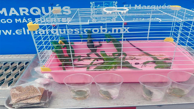 Rescata el IMPA de El Marqués iguanas y tortugas que iban a ser vendidas  