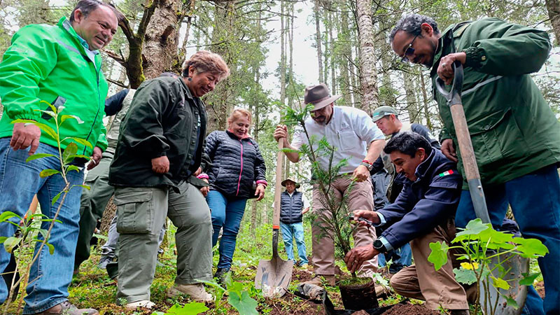 Michoacán alcanza cifra récord de 3.3 millones de árboles plantados en la Reserva de la Monarca 