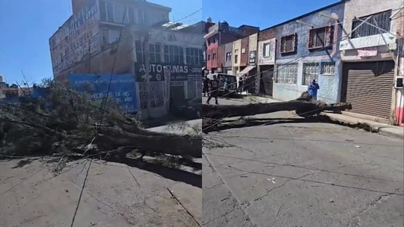 Árbol caído obstruye vialidad en la colonia Nueva Valladolid, en Morelia 