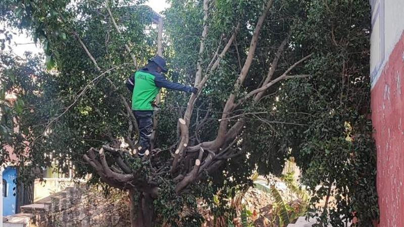 Gobierno de Morelia embellece espacios públicos con atención a sus áreas verdes 