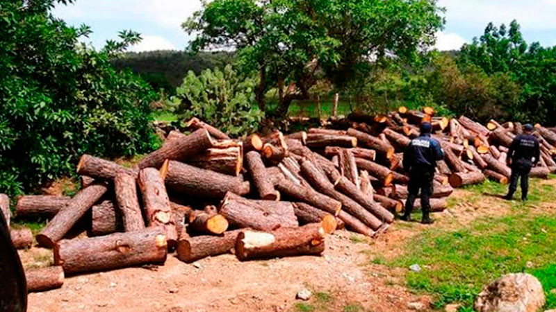 Denuncian tala ilegal en la Sierra Negra de Puebla; acusan contubernio con autoridades municipales 
