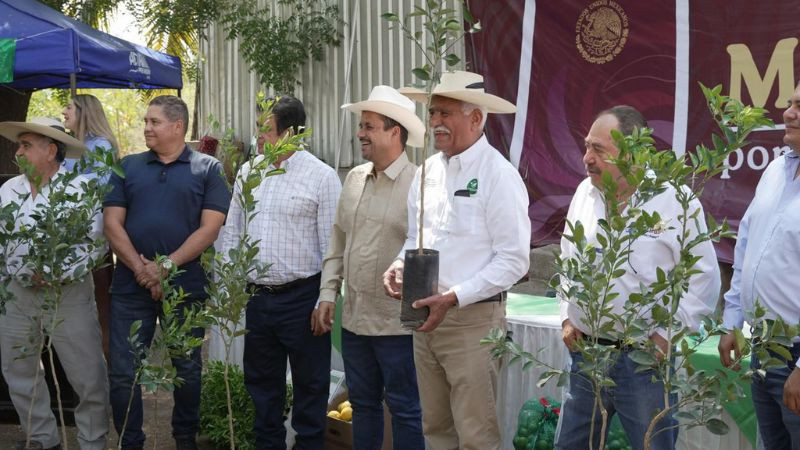 Plan Michoacán: Productores de limón recibirán 150 mil plantas certificadas este año: Sader 