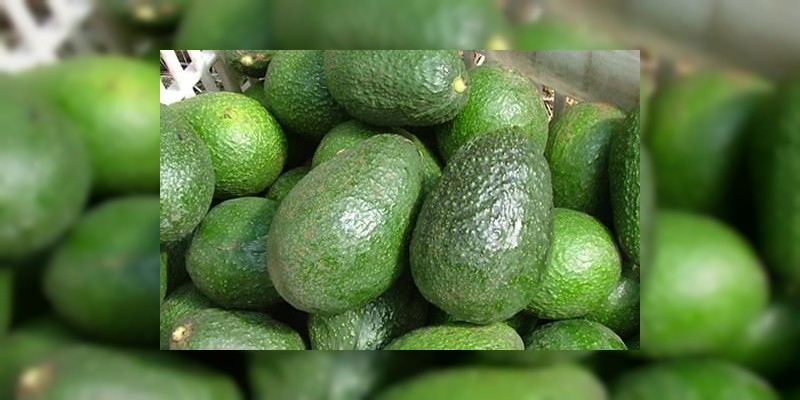 Destinará SAGARPA 100 mil toneladas de aguacate para el súper bowl 51 