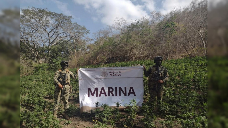 Marina arrasa con mega plantío ilegal en Arteaga, Michoacán: Destruyen 22 mil 500 plantas 