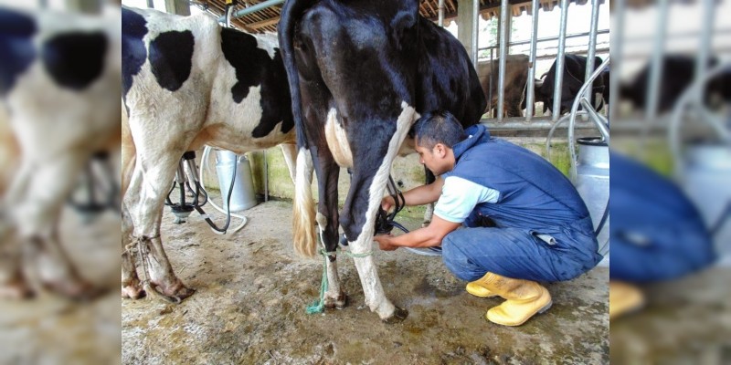 Michoacán produce más de 121 millones litros de leche: Sedrua 