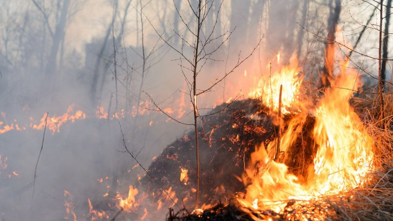 Senado aprueba reforma para fortalecer manejo del fuego en zonas forestales y agropecuarias 