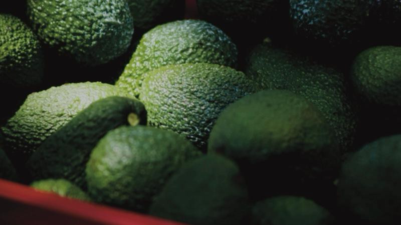 Crimen devora el “oro verde” de Michoacán: Extorsión a cadenas del limón y el aguacate alcanza los 10 mil millones de pesos anuales  