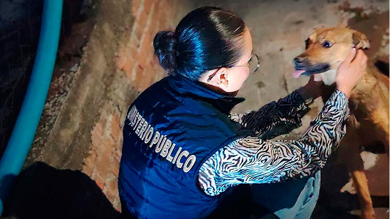 En Morelia, Michoacán: Rescata la FGE a tres ejemplares caninos víctimas de maltrato animal en la colonia Lomas de Guayangareo 