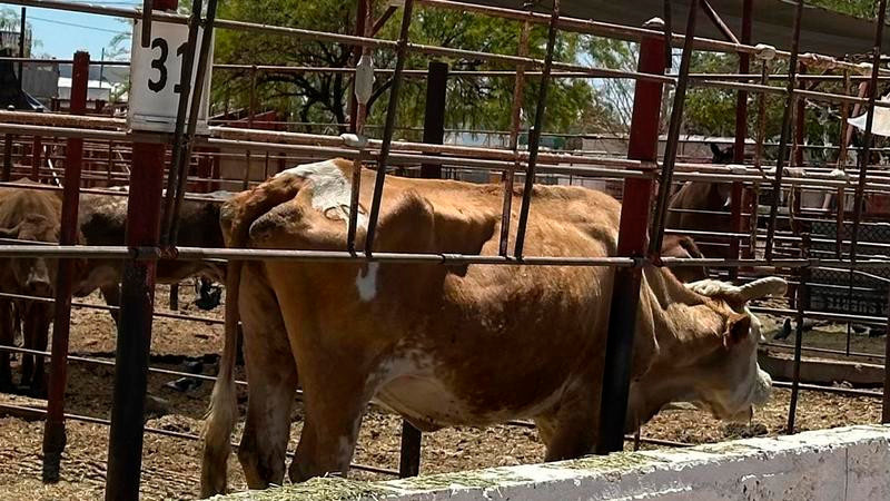 Confirman caso de gusano barrenador en la Sierra Gorda de Querétaro 