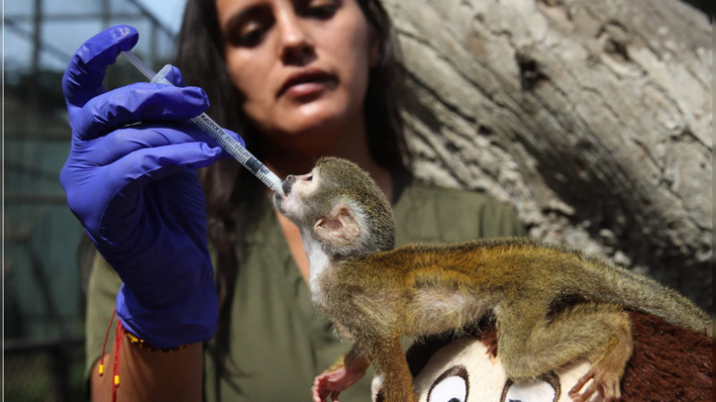 Tráfico de fauna en Perú: cría de mono sobrevive aferrada a un peluche tras ser rescatada 