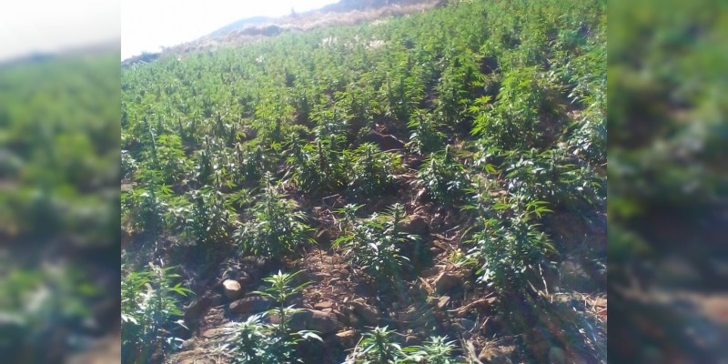Sedena y SSP Michoacán destruyen plantíos de marihuana en Churumuco 
