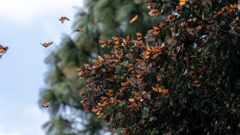 Guardián Forestal, escudo de la Mariposa Monarca en Michoacán: Secma 