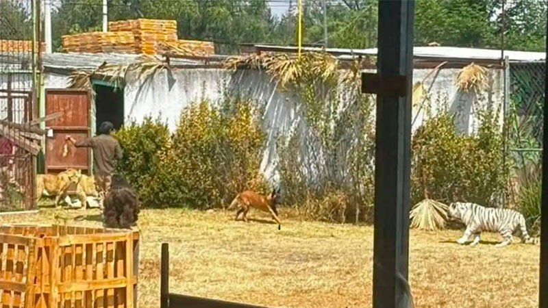 Sujeto bajo los efectos del alcohol, entra a liberar a 6 leones en la Reserva de los Pinos en el Estado de México  