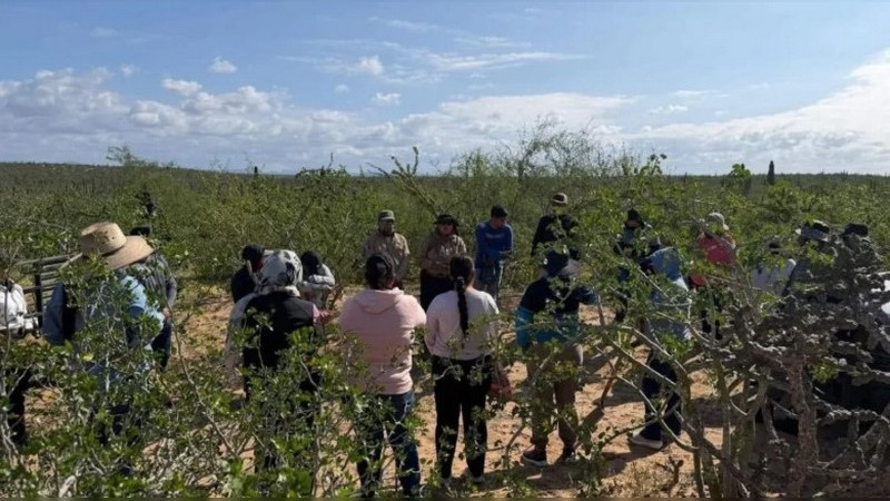 Localizan fosa clandestina con cinco cuerpos y 11 restos humanos en Baja California Sur 