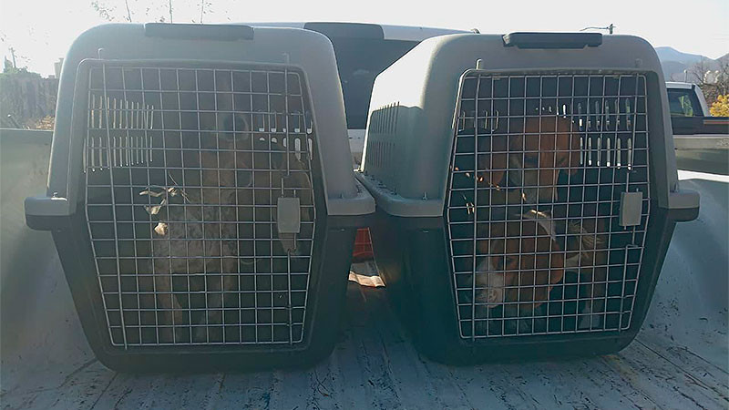 Rescata la FGE de Michoacán a 6 perros víctimas de maltrato animal en la colonia Manzano de Ciudad Hidalgo  