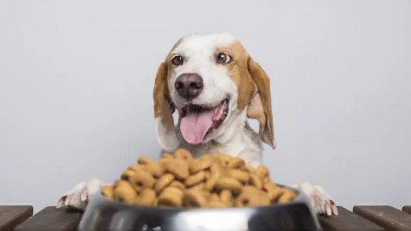 SEDEQ anuncia segunda edición del Croquetón Escolar 