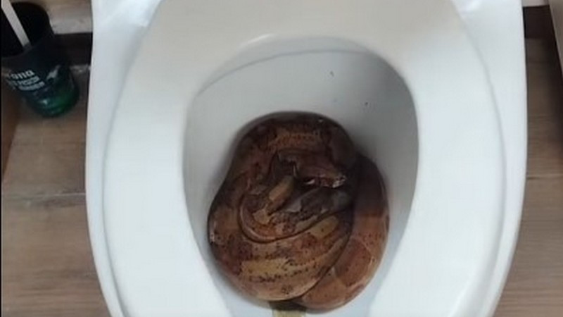 Encuentran serpiente dentro de un inodoro en vivienda de Morelia 