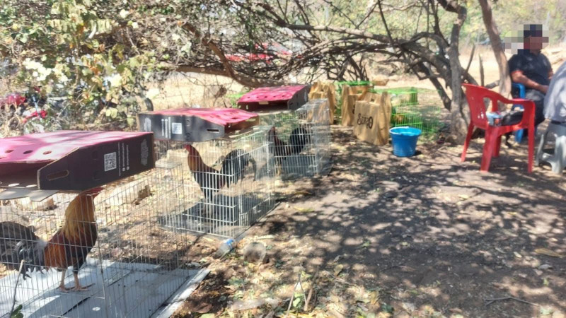 Revientan palenque clandestino en Parácuaro; Guardia Civil de Michoacán desactiva evento ilegal