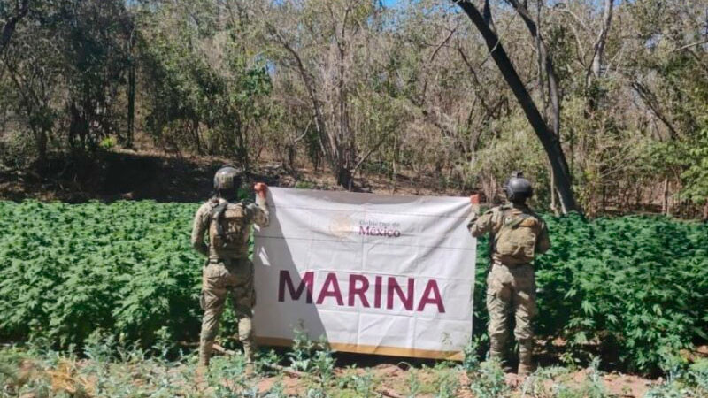 Autoridades destruyen plantíos de enervantes y decomisan más de 4 mil litros de precursores químicos en Sinaloa 