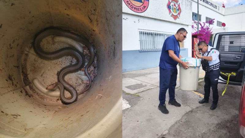 Capturan serpiente dentro de vivienda en Morelia; ocurrió en la colonia Molino de Parras 