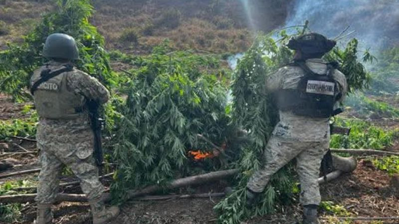 Destruyen plantíos clandestinos en la Sierra - Costa de Michoacán; golpe de 100 millones de pesos  
