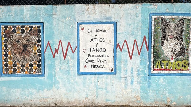 Mauricio Kuri pide sanciones más severas por crueldad animal tras fallo de la SCJN 