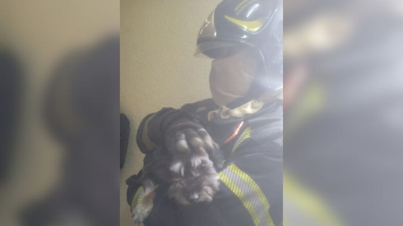 Controlan incendio en edificio de la Colonia Roma en la CDMX; rescatan a un perrito 