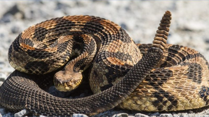 Primavera eleva presencia de serpientes en Morelia; registran entre 6 y 10 reportes por semana 