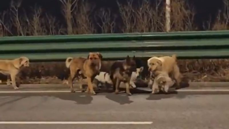 Siete perritos regresan juntos con sus dueños tras escapar de un robo en China 