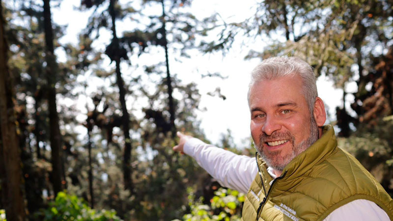 Bedolla celebra incremento del 64% en la migración de la Mariposa Monarca 