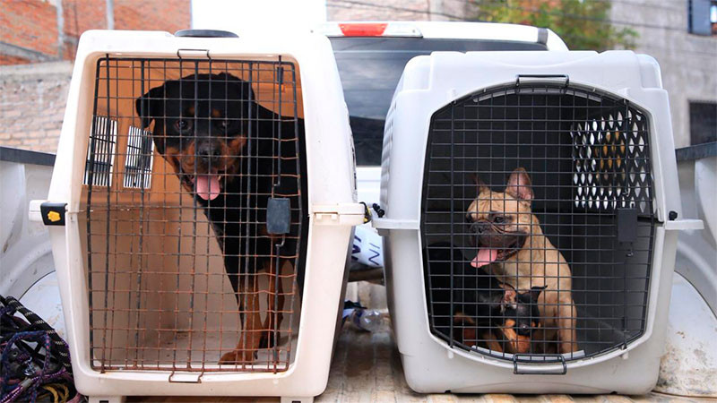 Rescatan a 21 animales que eran víctimas de maltratro en una vivienda de Morelia, Michoacán  