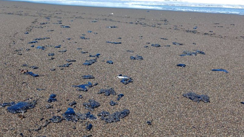 Marina y Pemex retiran 740 toneladas de hidrocarburo del Golfo de México 