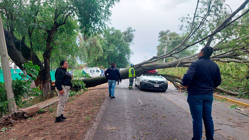 En  Villa Jiménez, Michoacán: Fallece hombre al caer un árbol sobre su auto 