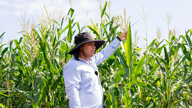 Casi 12 mil productores beneficiados con incentivos para maíz blanco en Michoacán 