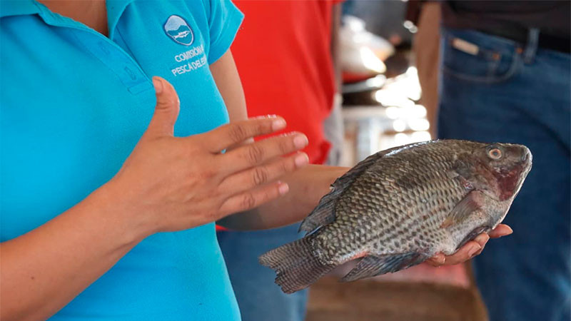 Concluye con éxito la venta de pescado a bajo costo en Apatzingán 
