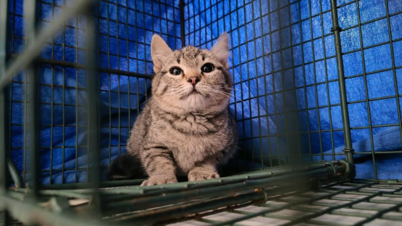 Gatos ferales: los más invisibles y olvidados por la sociedad; Misitu TNR llama a esterilizar  