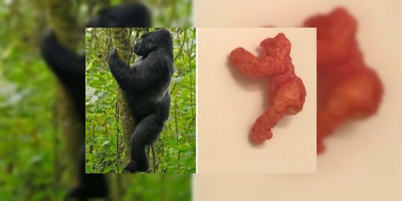 Subastan Cheeto en 100 mil dólares que tiene parecido con gorila 