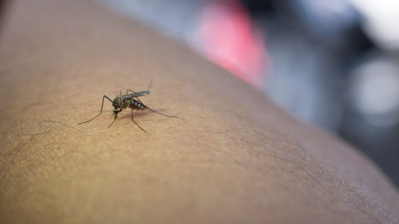 Crean en México herramienta tecnológica para mejorar vigilancia del dengue 
