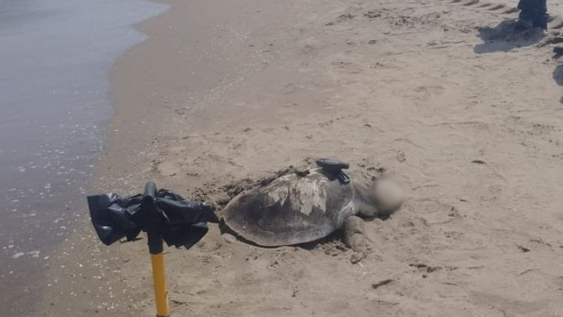 Hallan tortuga sin vida en costas de Veracruz; descartan presencia de hidrocarburos 