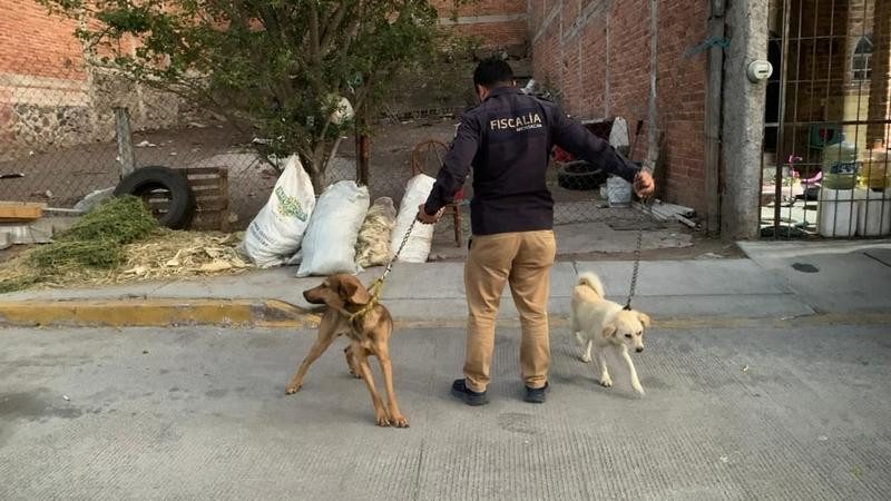 Rescatan a dos perros víctimas de presunto maltrato animal en La Piedad, Michoacán 