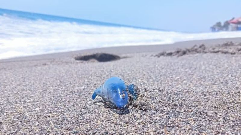 Alertan por medusa “dragón azul” en playas de Coahuayana; piden extremar precauciones 