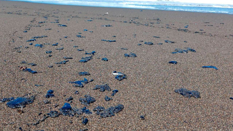 Avanza limpieza por derrame de hidrocarburo en el Golfo de México; 32 playas ya están libres de contaminación 
