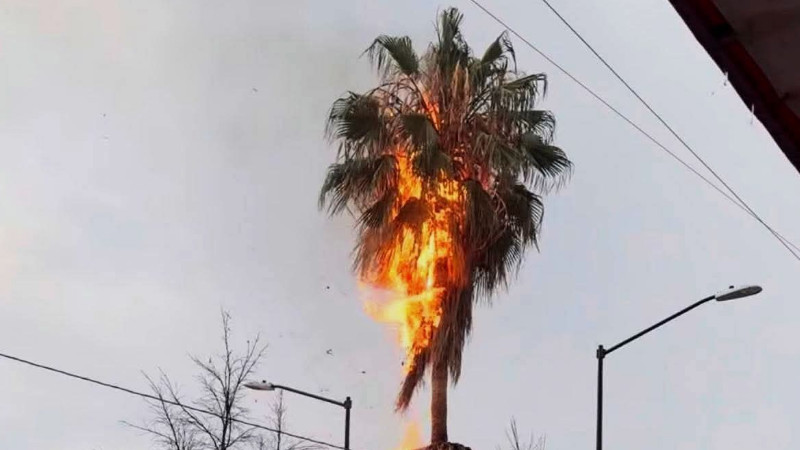 Rayo provoca incendio de palmera en plena tormenta en León, Guanajuato  