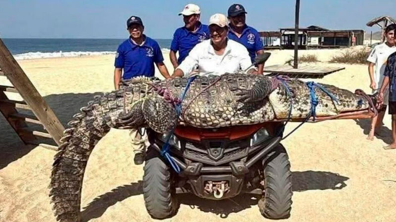 Capturan a cocodrilo de 3 metros en playa de Oaxaca; será reubicado 