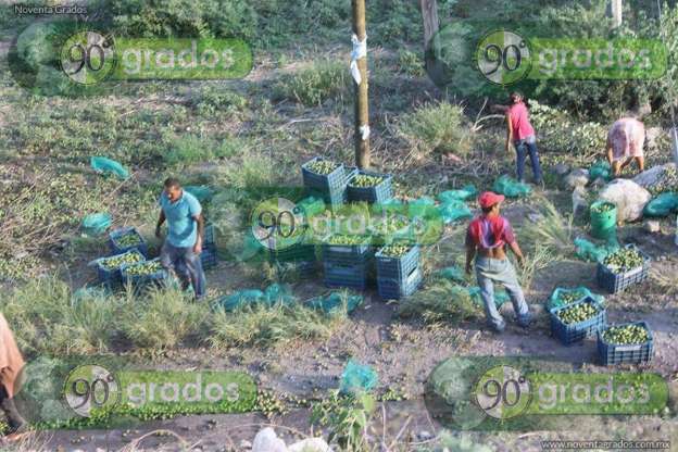 Camión con varias toneladas de limón vuelca en carretera de Michoacán - Foto 1 