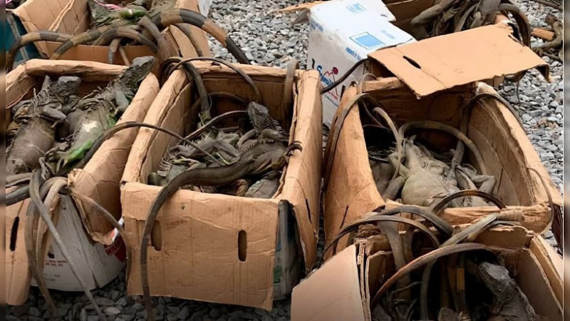 Rescatan 192 iguanas transportadas en autobús en Oaxaca; investigan tráfico ilegal 